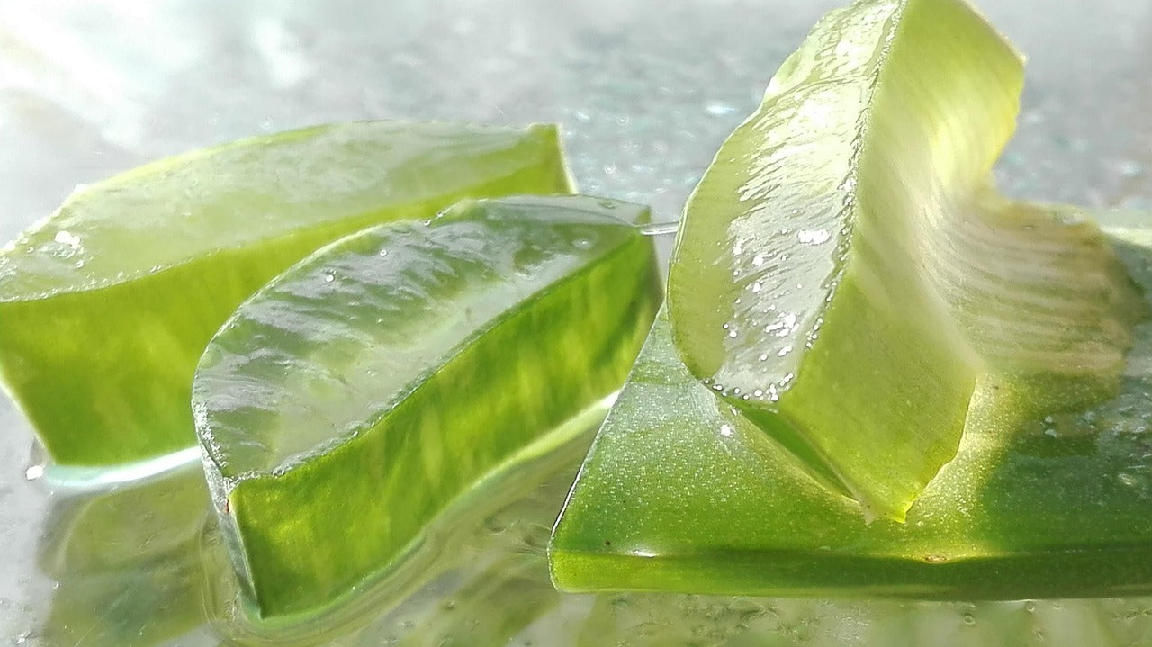 Conserver l'aloe vera : feuille et gel