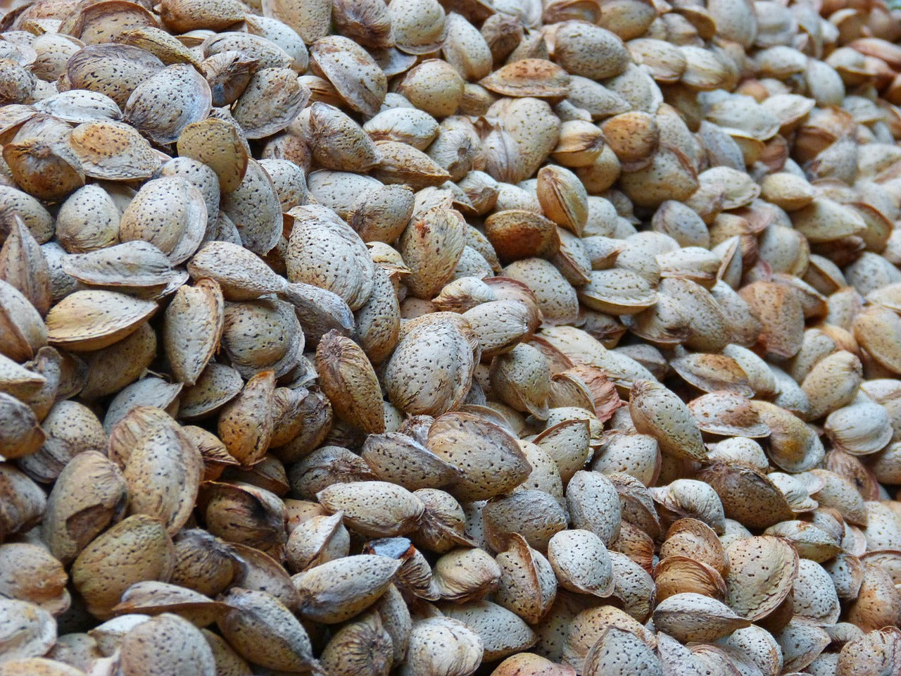Ouvrir et écaler des amandes
