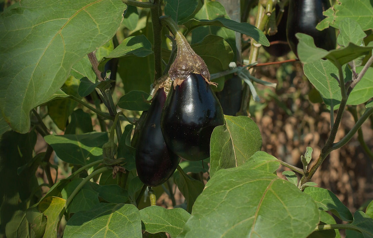 Conserver les aubergines fraîches