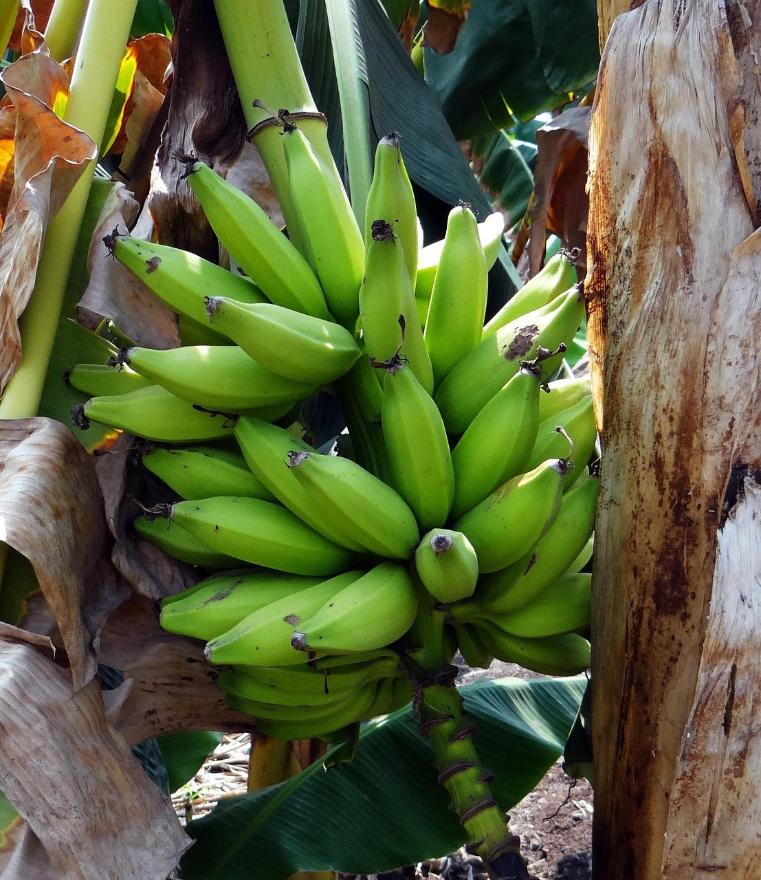 Peler une banane plantain