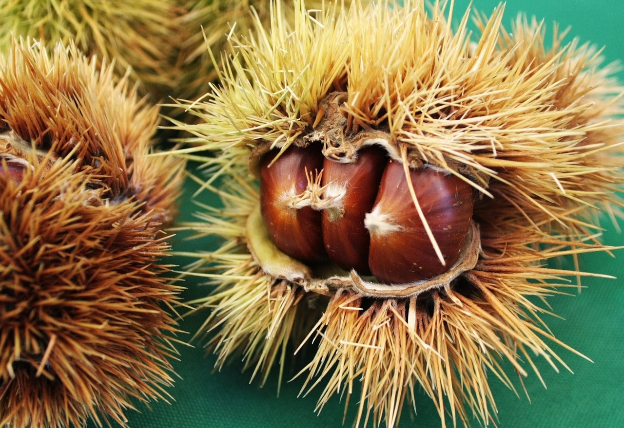 Comment cuisiner des marrons en boîte pour accompagner une viande