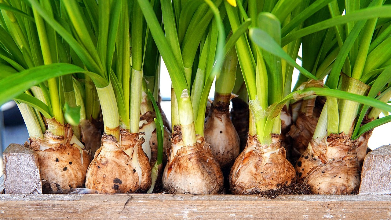 Bulbes de jonquilles : les laisser en terre ou les conserver