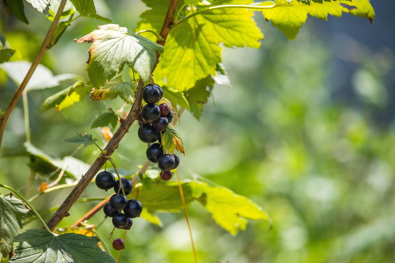 Obtenir du jus de cassis sans extracteur