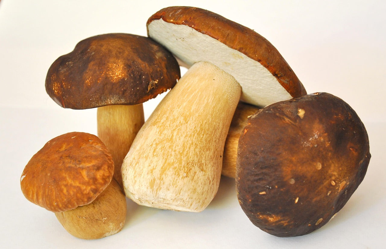 Comment conserver une truffe fraîche : réfrigérateur et congélation