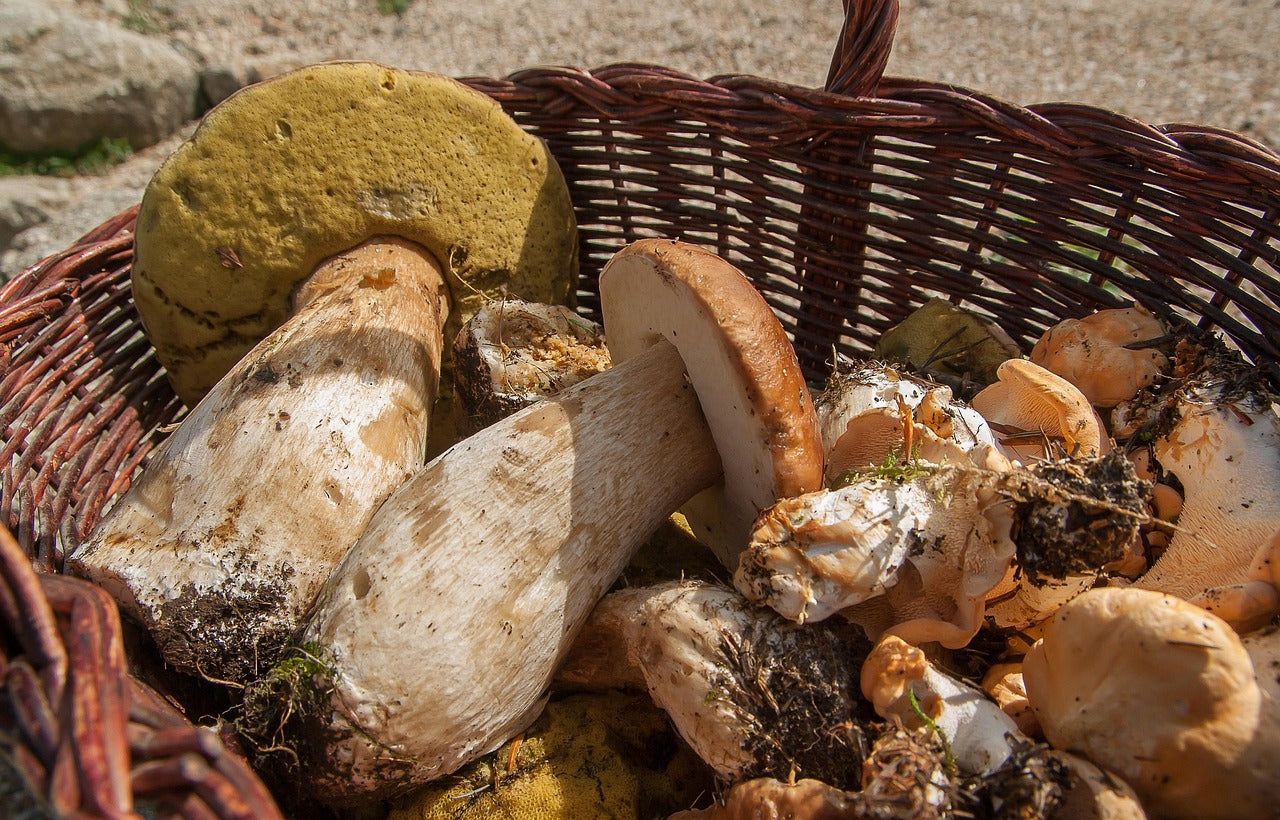 Conserver des cèpes : frais, congelés, séchés