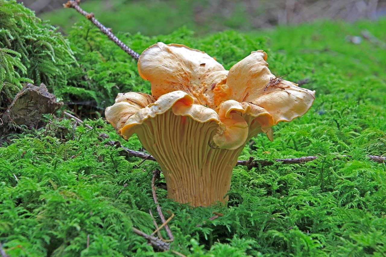 Comment cuisiner les chanterelles : girolle et chanterelle en tube