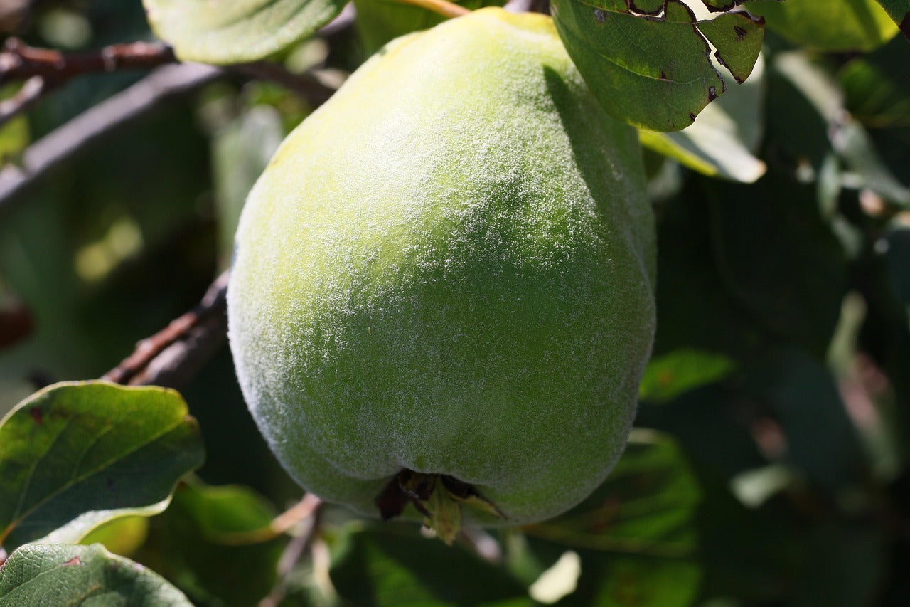 Comment conserver la pâte de coing