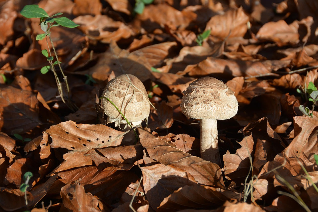 Conserver des coulemelles fraîches