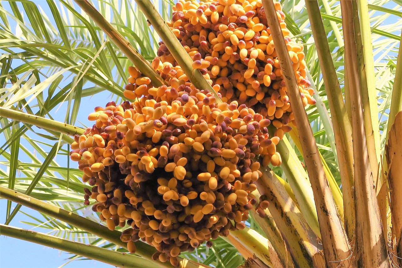 Comment conserver les dattes en branches (et les dattes fraîches)