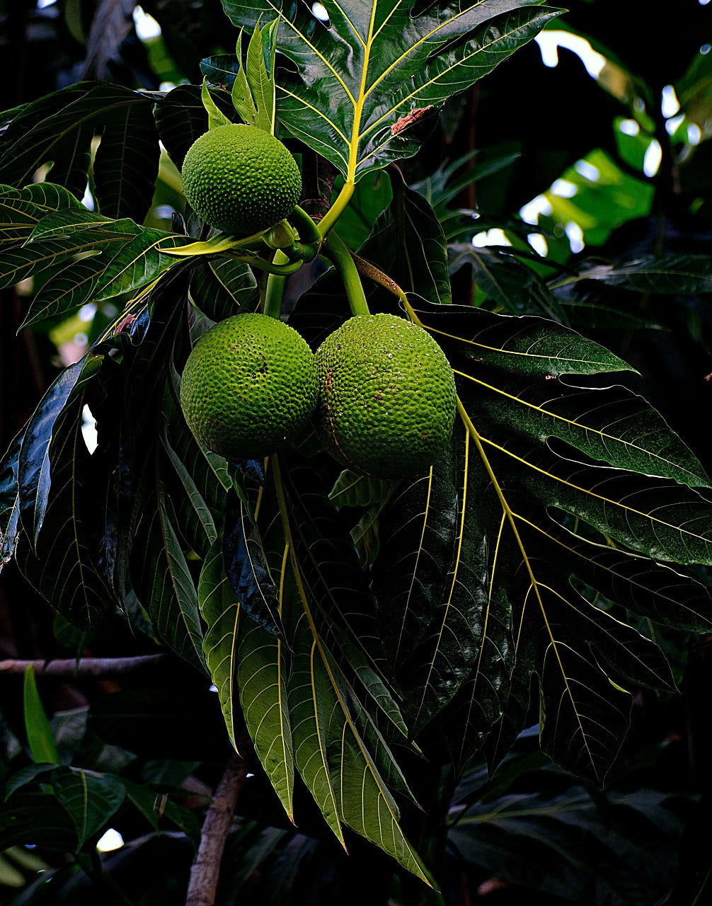 Éplucher un fruit à pain