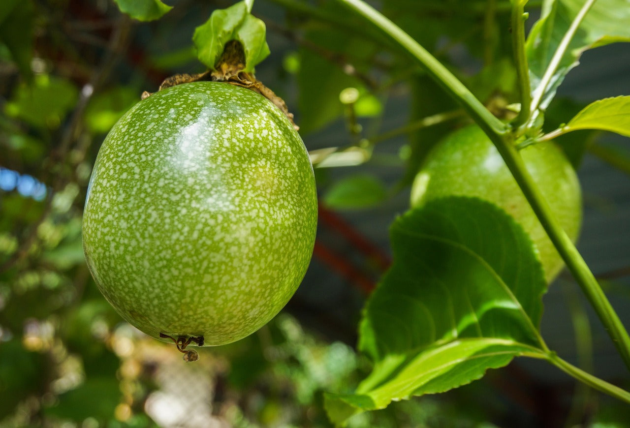 Fruit de la passion : comment le couper, le manger et le choisir