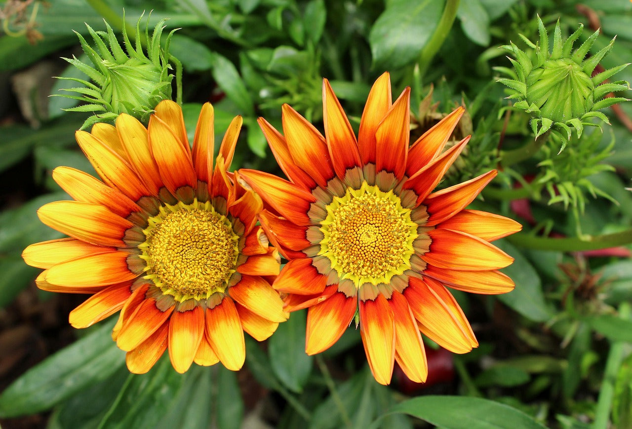 Conserver les gazanias en hiver