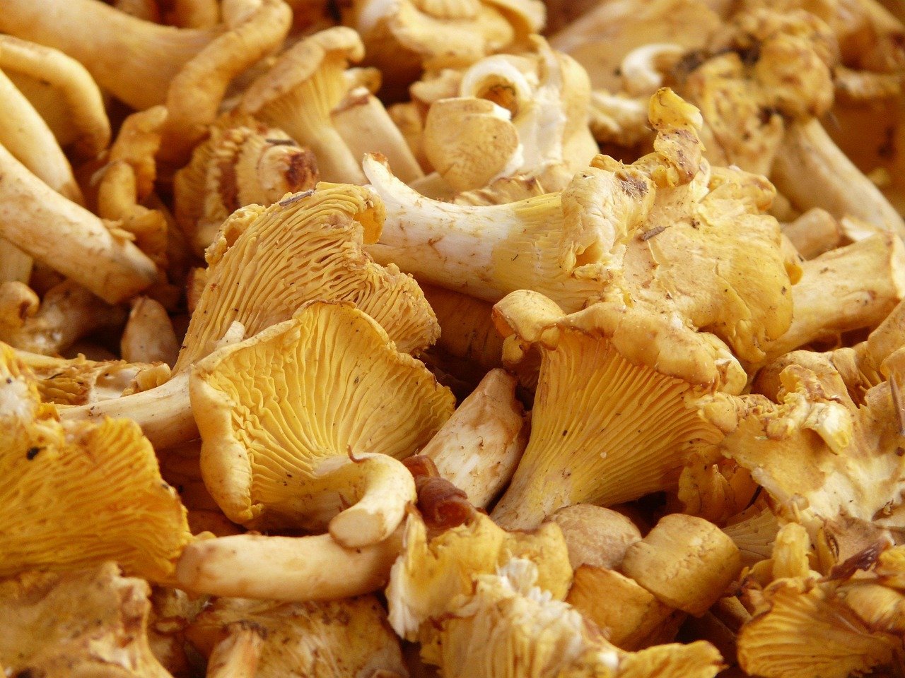 Comment cuisiner des girolles : 5 recettes faciles