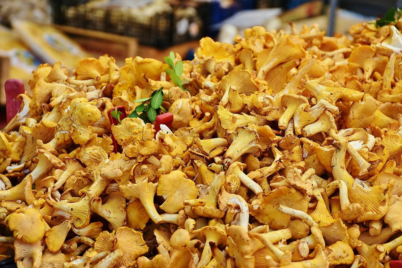 Comment conserver les girolles : réfrigérateur et congélation