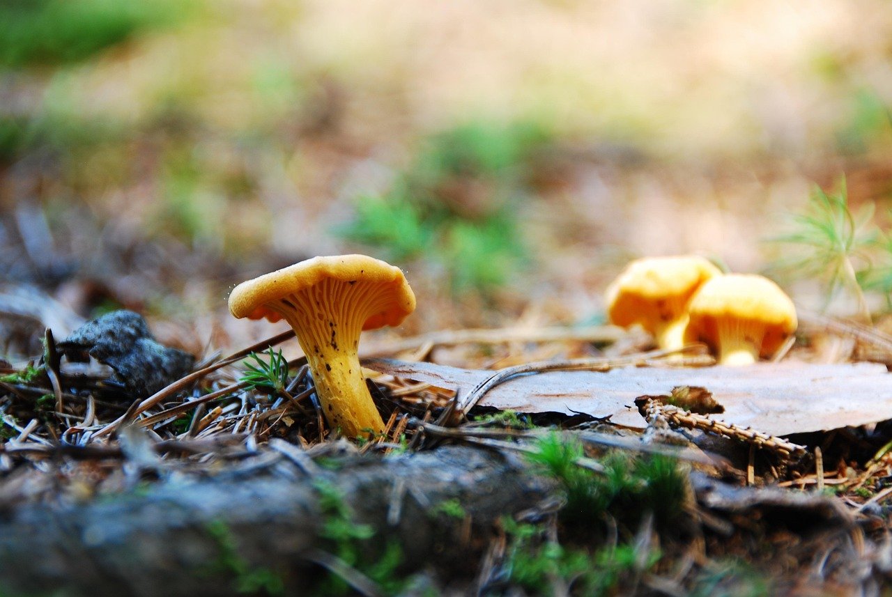 Comment nettoyer les girolles (et faut-il les éplucher ?)