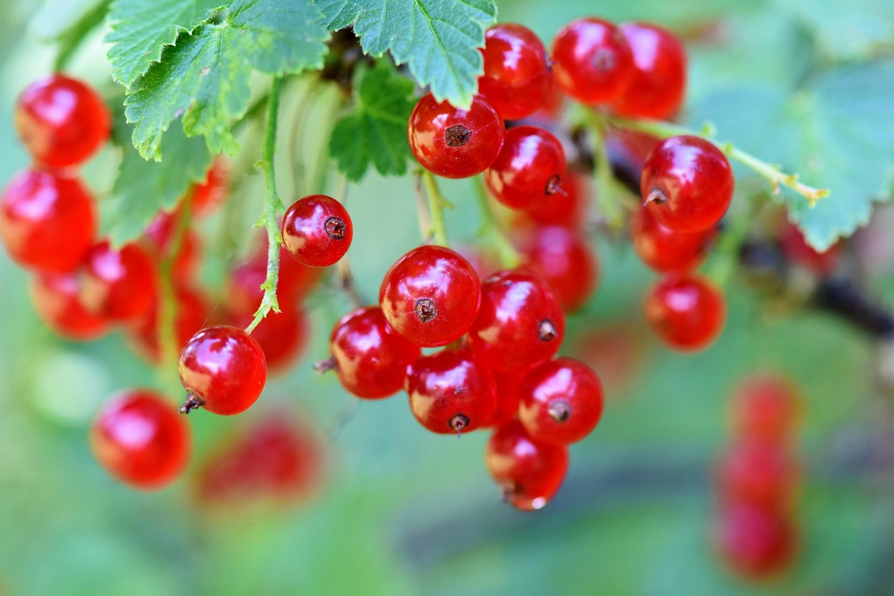 Extraire le jus des groseilles sans extracteur