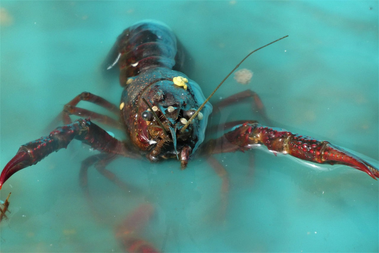 Conserver un homard vivant