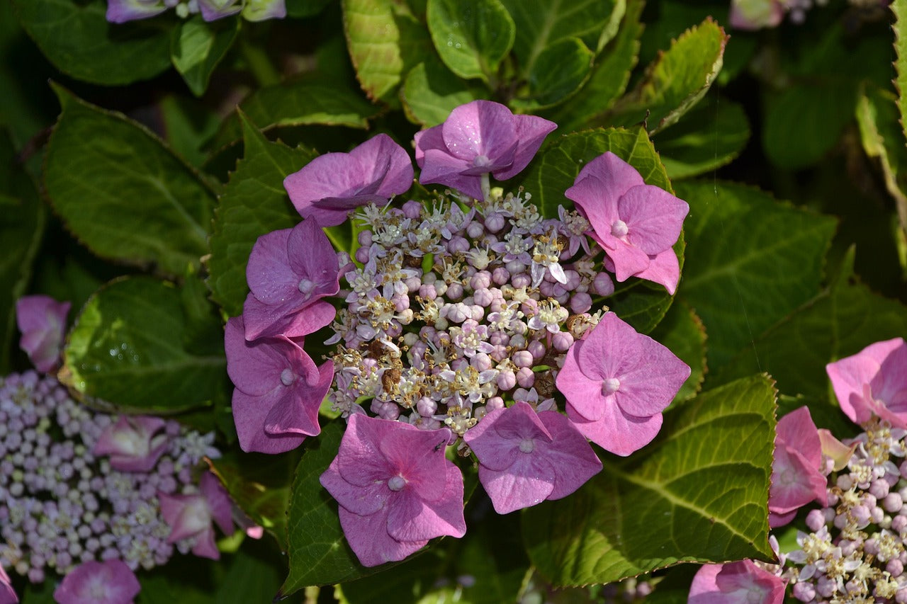Faire durer des hortensias coupés