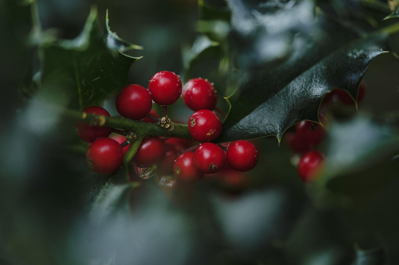 Comment conserver du houx coupé jusqu'à Noël