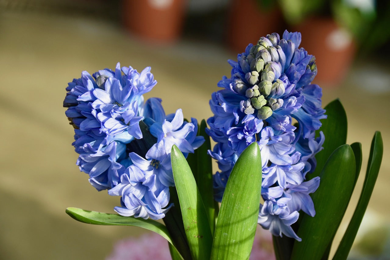 Comment conserver les bulbes de jacinthes après la floraison