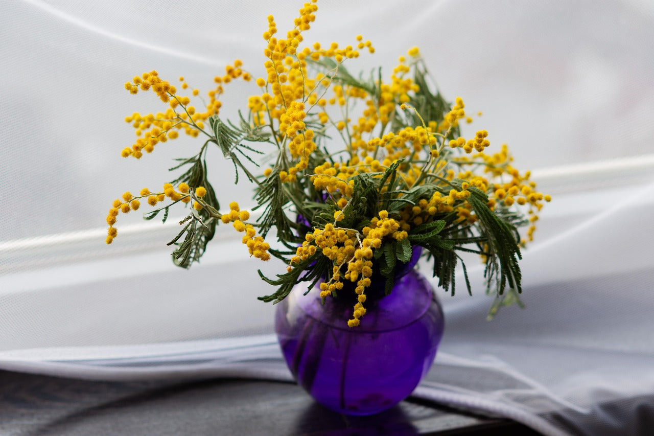 Mimosa : garder un bouquet et protéger l'arbre