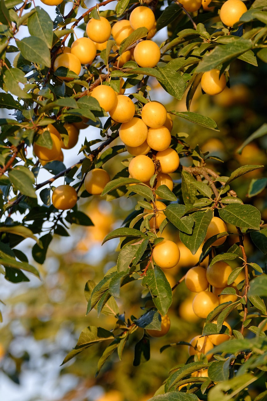 Comment conserver les mirabelles