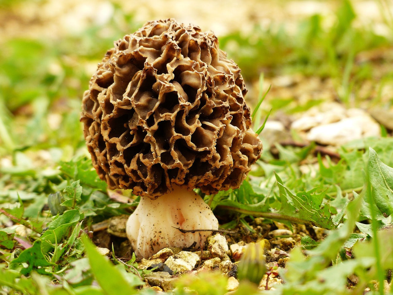 Comment conserver les morilles : fraîches, séchées ou congelées