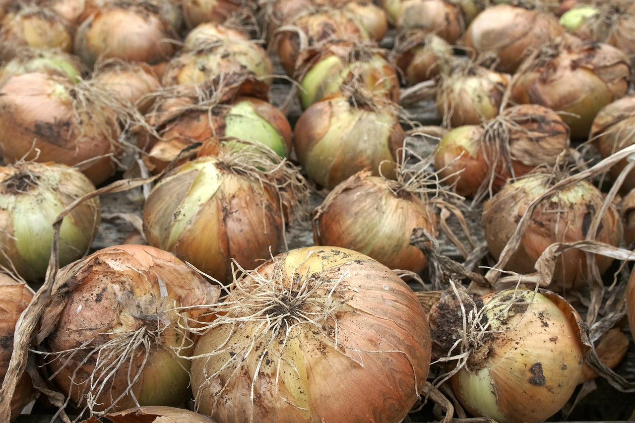 Conserver les oignons pour l'hiver