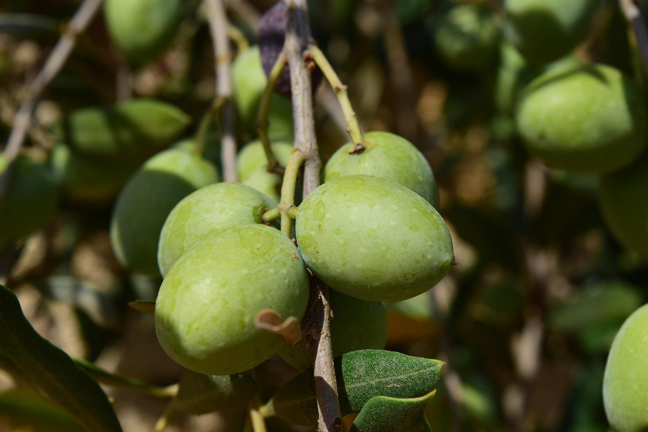 Comment conserver les olives du jardin : désamériser, saumure et bocaux