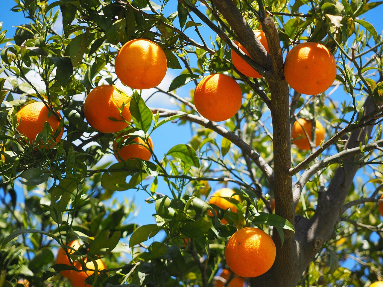 Conserver les oranges