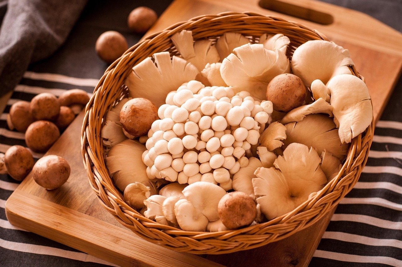 Comment cuisiner les pleurotes : cuisson et recettes