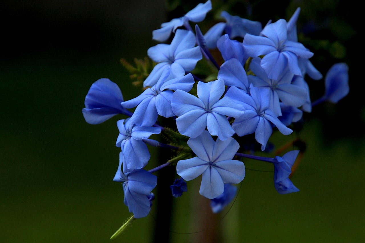 Conserver un plumbago en hiver