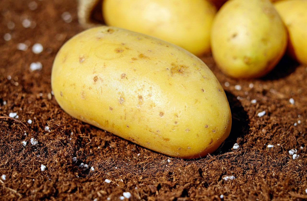 Éplucher des pommes de terre nouvelles