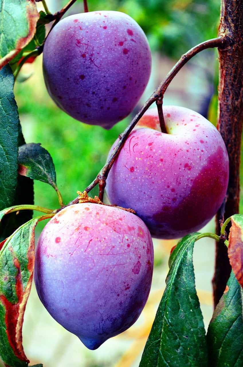 Conserver les prunes