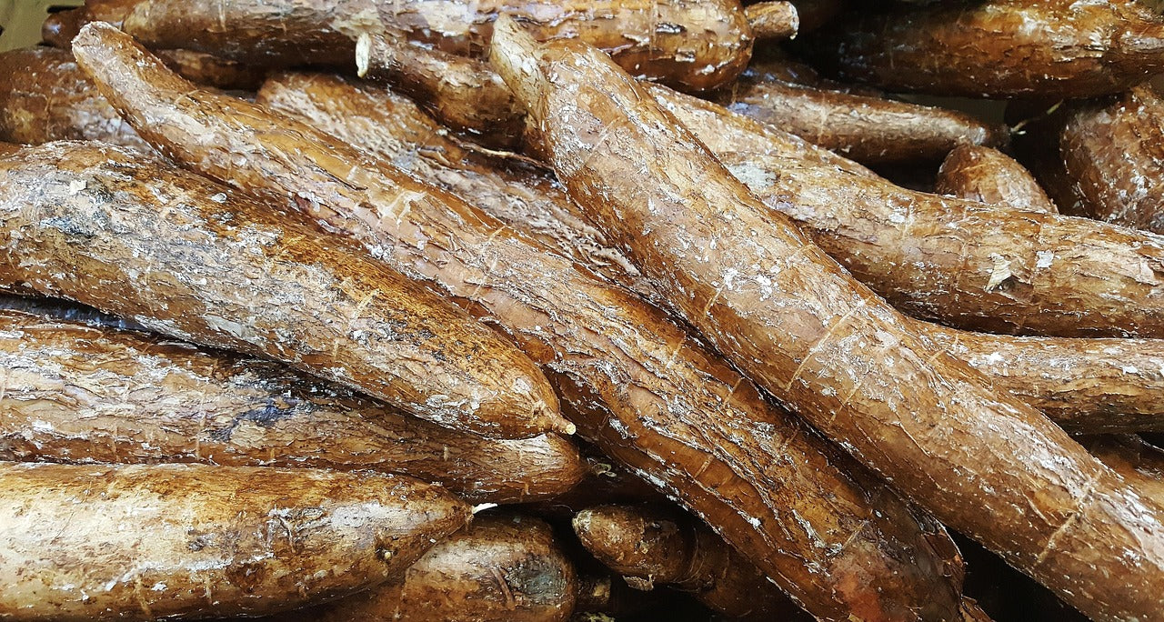 Comment cuisiner le manioc : préparation, temps de cuisson et recettes