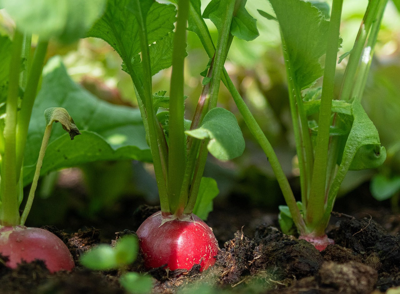 Conserver les radis : 3 semaines pour le noir, une semaine pour le rose