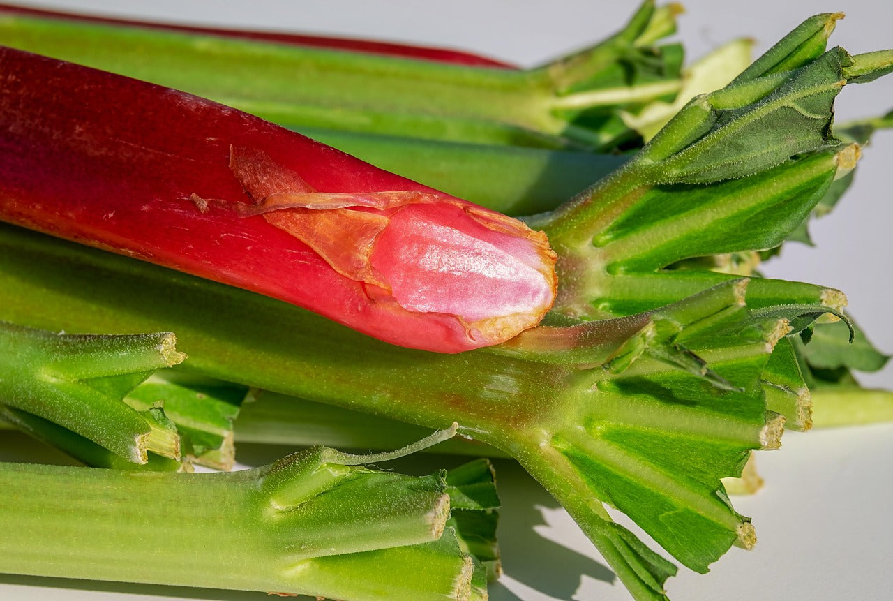 Conserver et congeler la rhubarbe