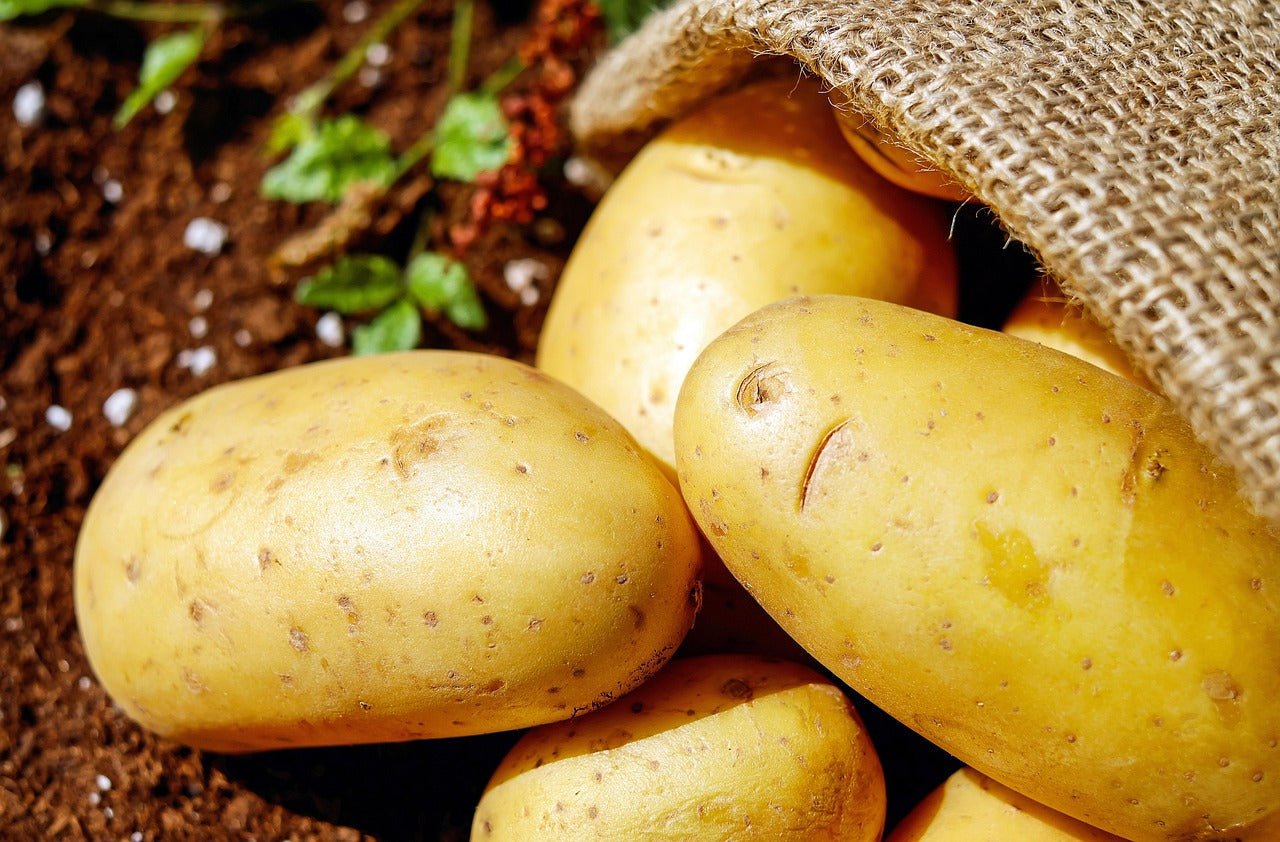 Comment conserver les pommes de terre, crues et cuites