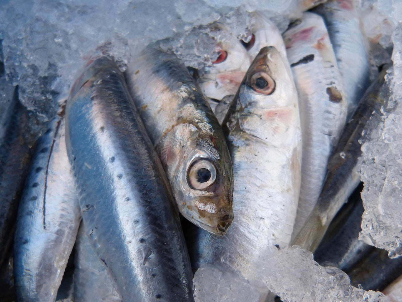 Réussir des sardines au barbecue