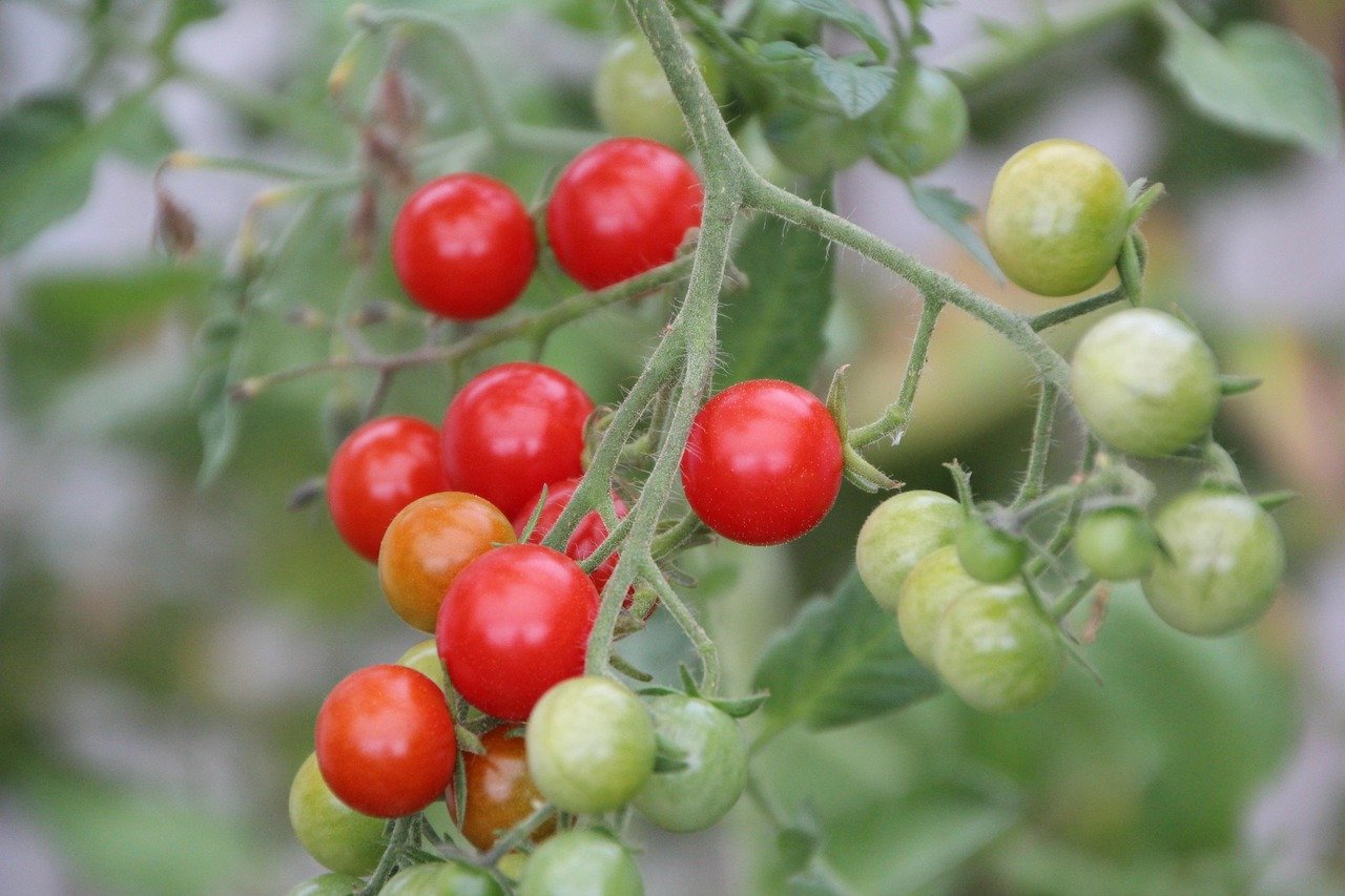 Soupe de tomates au Monsieur Cuisine : la recette officielle