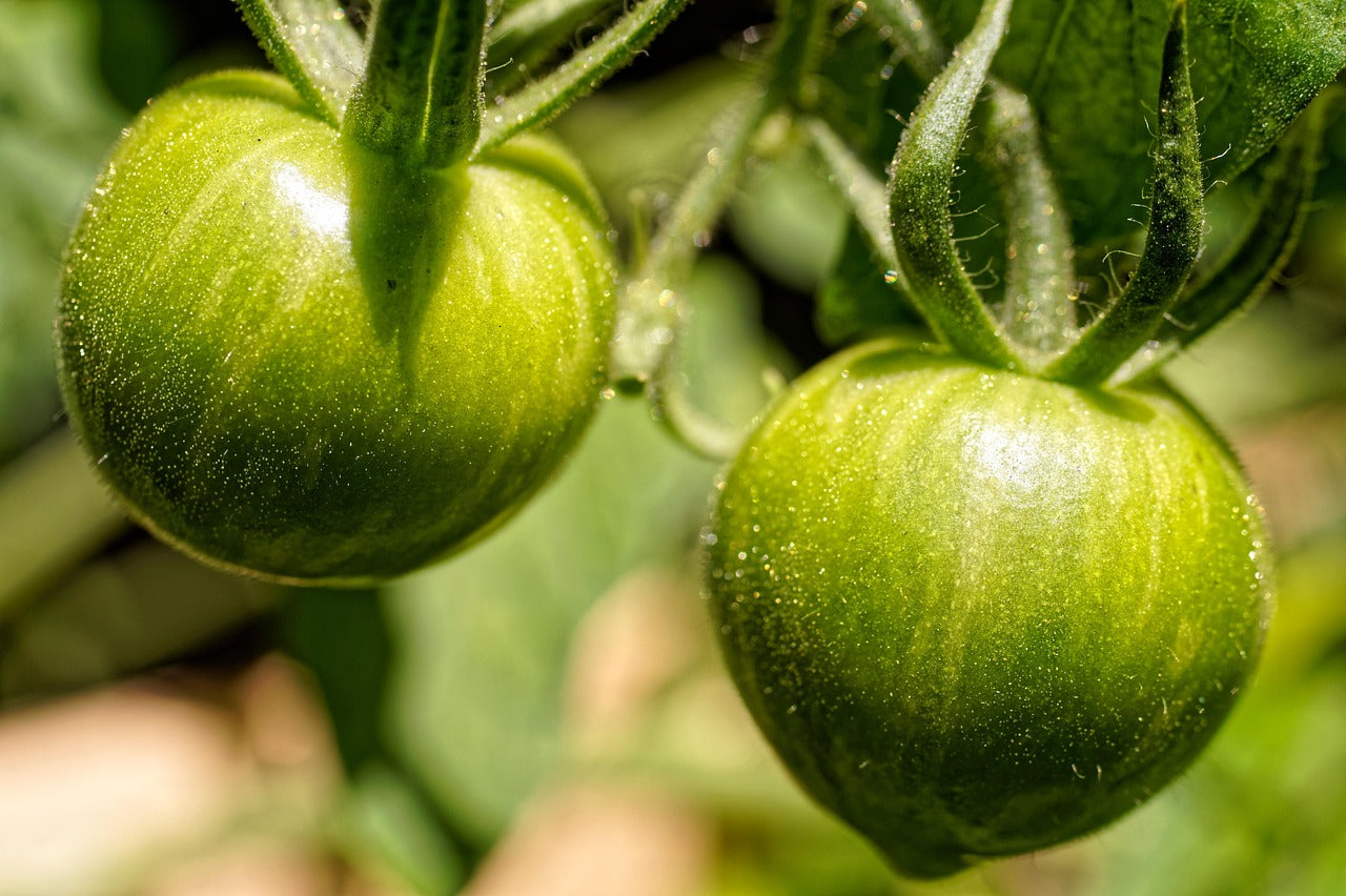 Confiture de tomates vertes au Thermomix